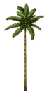 palm-tree-home